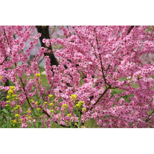 Fujifilm FUJINON XF 55-200mm f3.5-4.8 R LM OIS