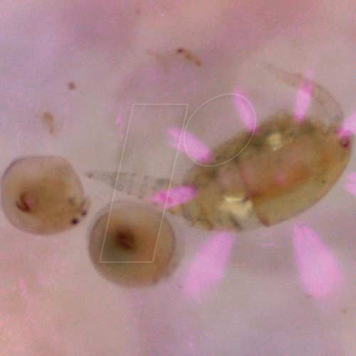 Microscopio UV digital PCE-MM 200UV