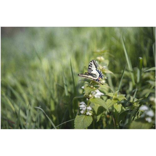 Samyang AF f1.8 45mm Sony FE