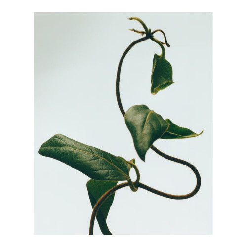 Vela Aromática Honeysuckle Loewe